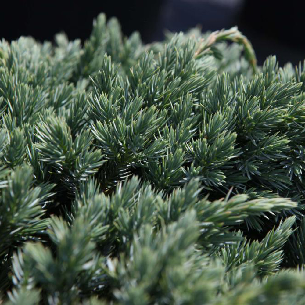 Juniperus squamata 'Blue Spider' Price Comparisons | Compare The Build
