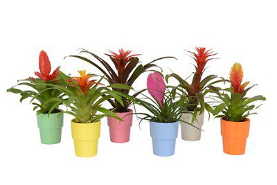 Bromeliad Assorted In Ceramic Pot Price Comparisons | Compare The Build
