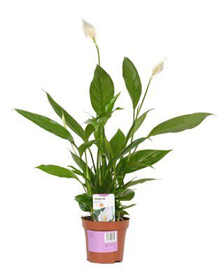 Verve Small Peace Lily Price Comparisons | Compare The Build