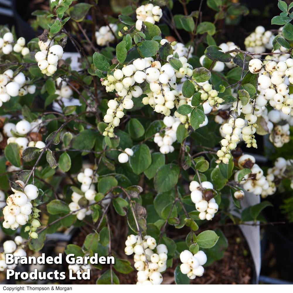 Symphoricarpos 'Magical Galaxy' Price Comparisons | Compare The Build