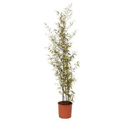 GoodHome Black Bamboo Price Comparisons | Compare The Build