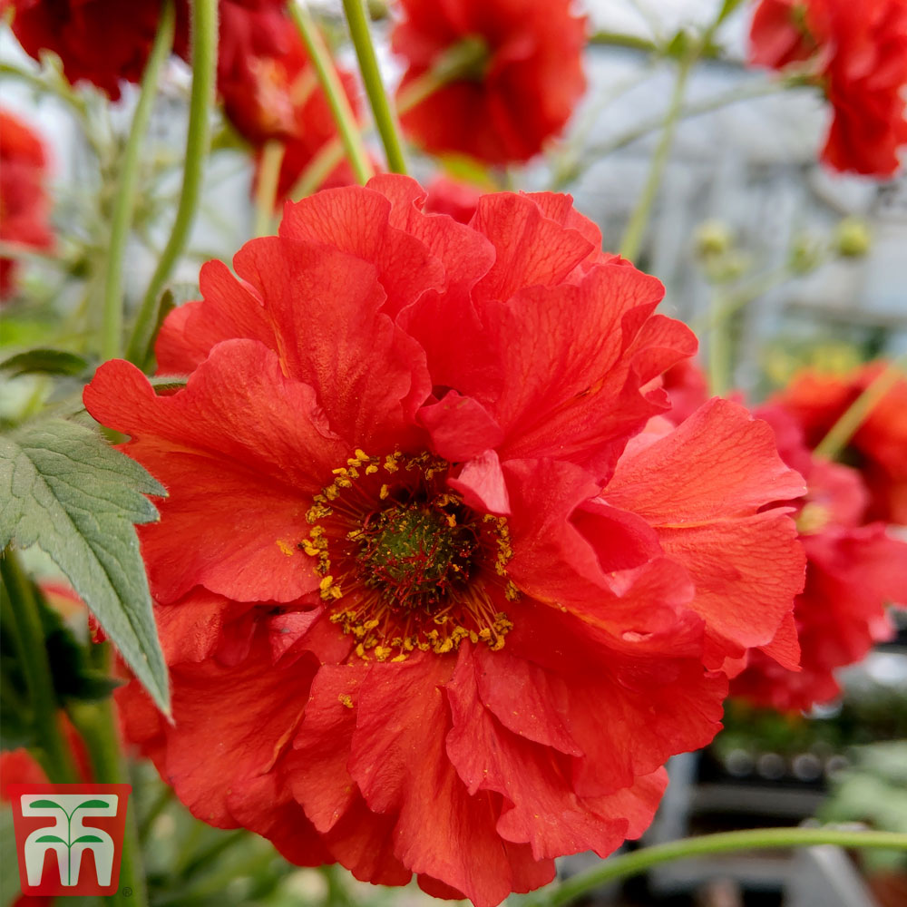 Geum 'Samba Sunset' Price Comparisons | Compare The Build