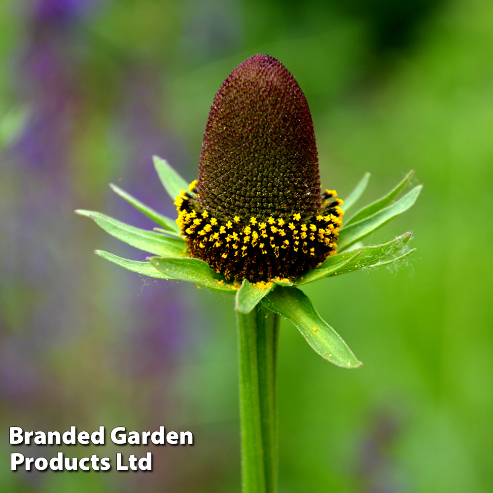 Rudbeckia occidentalis 'Green Wizard' - Kew Flowerhouse Collection | Compare The Build