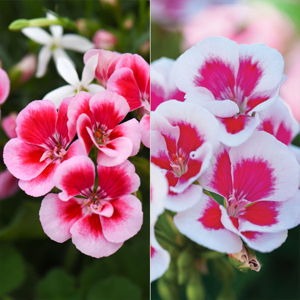 Geranium 'Flower Fairy Splash' Duo Price Comparisons | Compare The Build