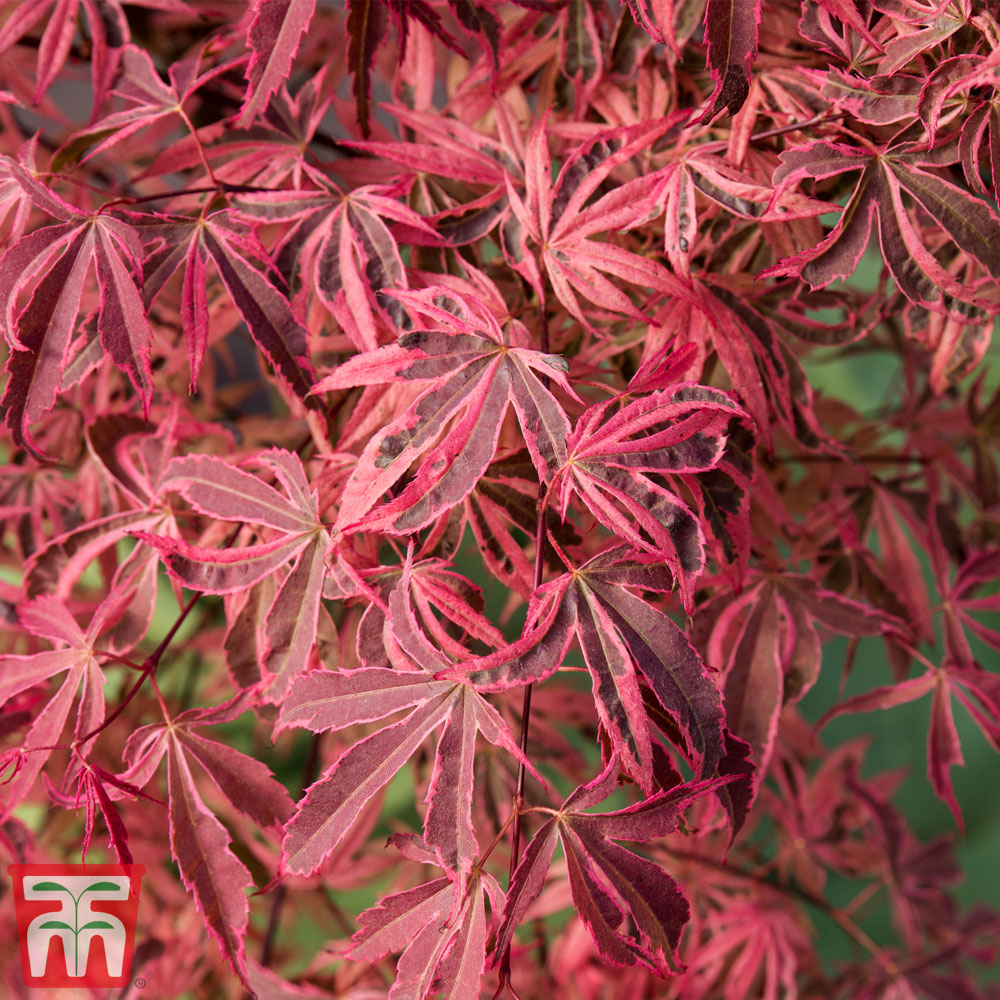 Acer palmatum 'Shirazz' Price Comparisons | Compare The Build