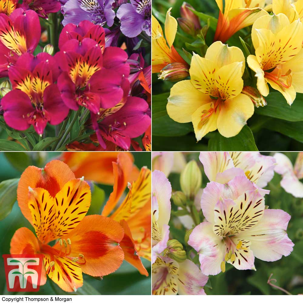 Alstroemeria Nurserymans Choice Price Comparisons | Compare The Build