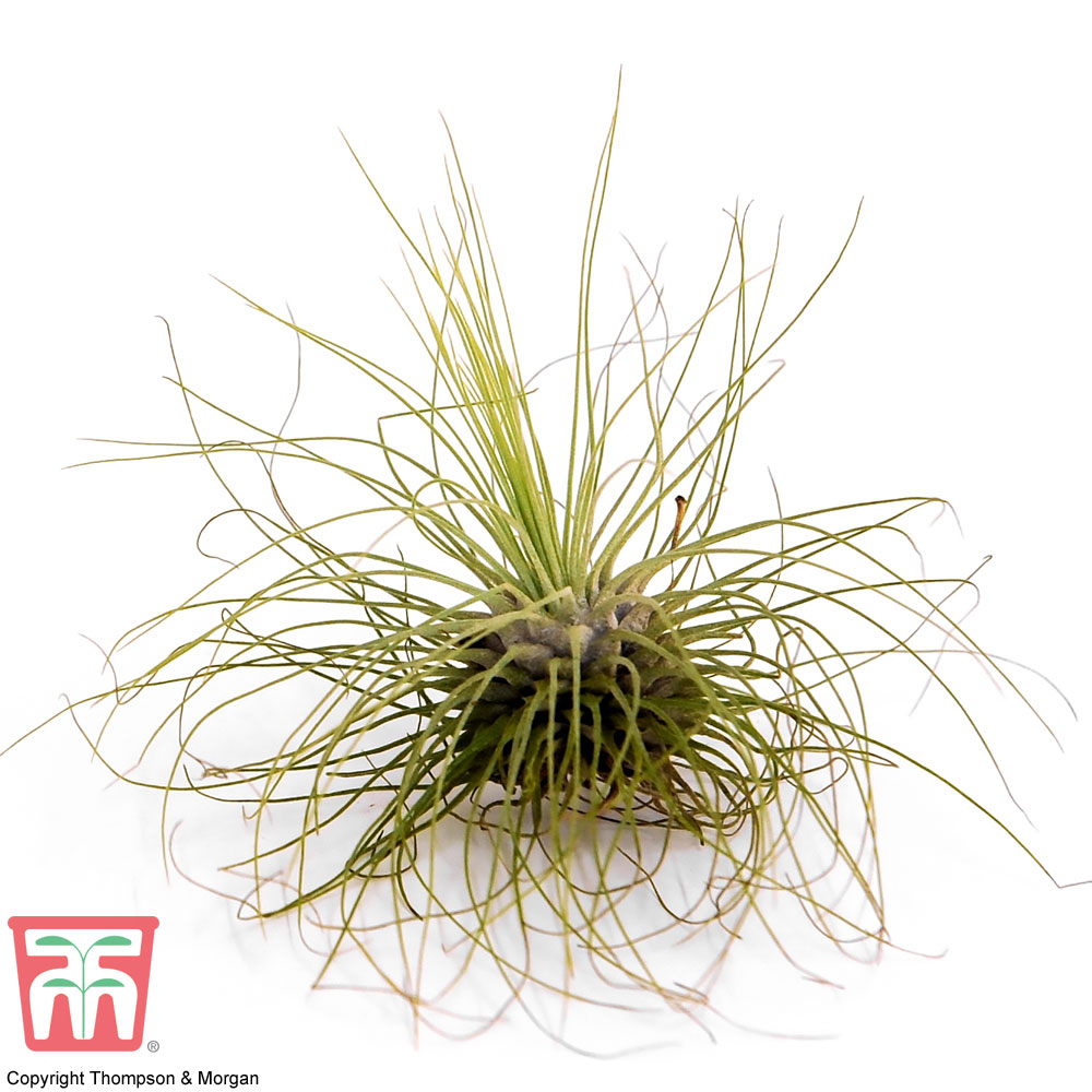 Tillandsia argentea (House Plant) Price Comparisons | Compare The Build