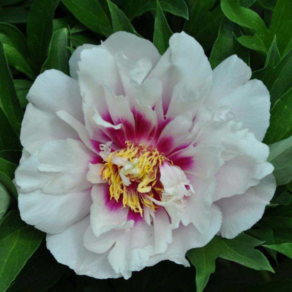 Peony 'Cora Louise' Price Comparisons | Compare The Build