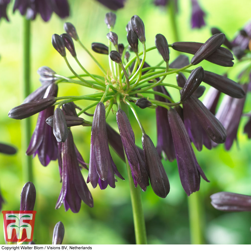 Agapanthus inapertus 'Midnight Cascade' | Compare The Build