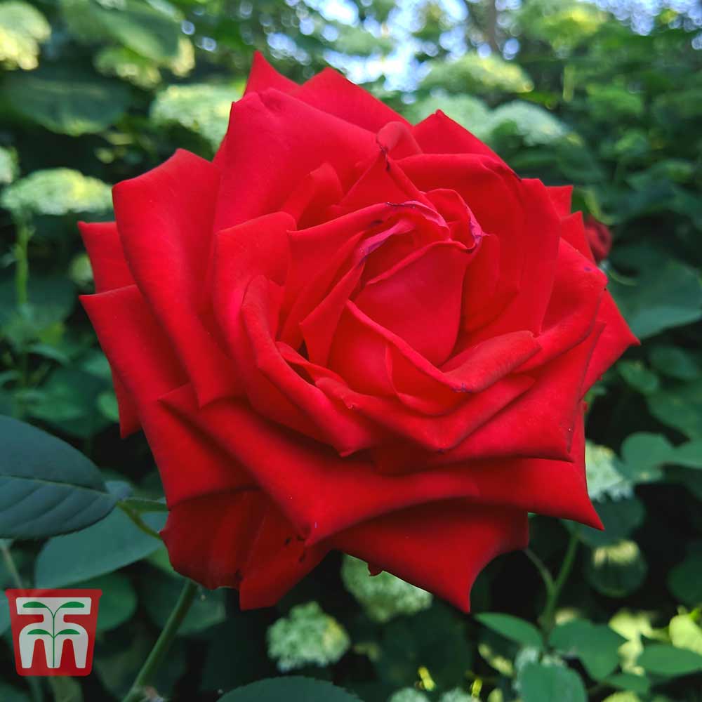 Rose 'Breeder's Choice Red' (Hybrid Tea Rose) Price Comparisons | Compare The Build