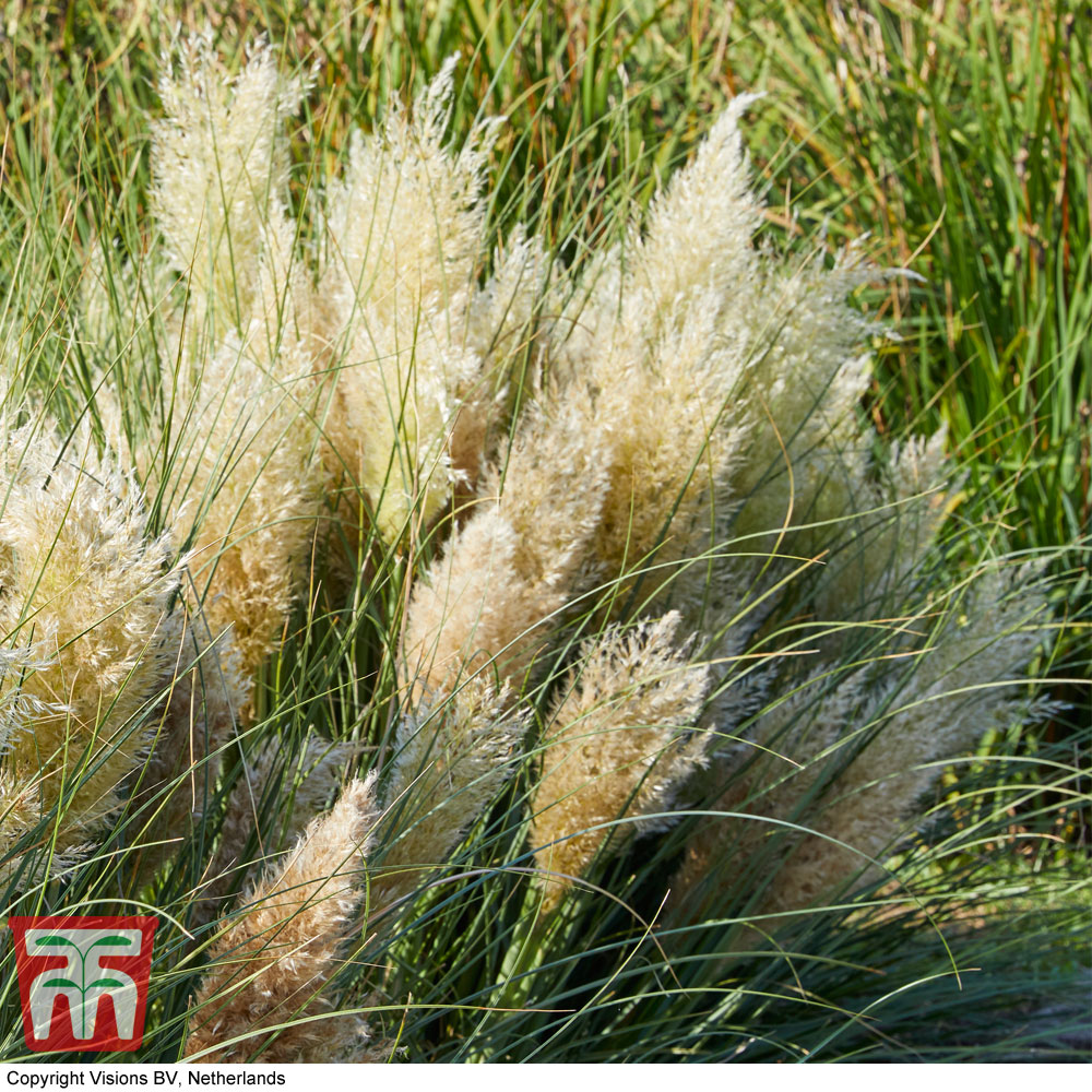 Cortaderia selloana 'Tiny Pampa' Price Comparisons | Compare The Build