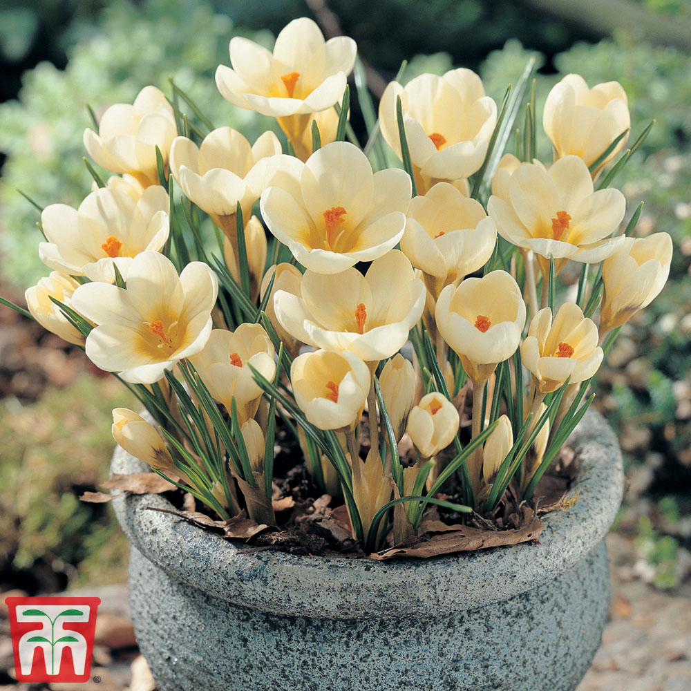 Crocus chrysanthus 'Cream Beauty' Price Comparisons | Compare The Build