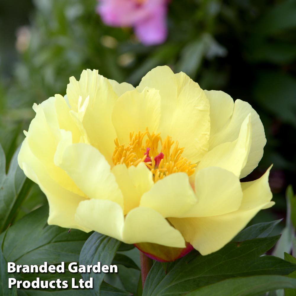 Peony 'Going Bananas' Price Comparisons | Compare The Build