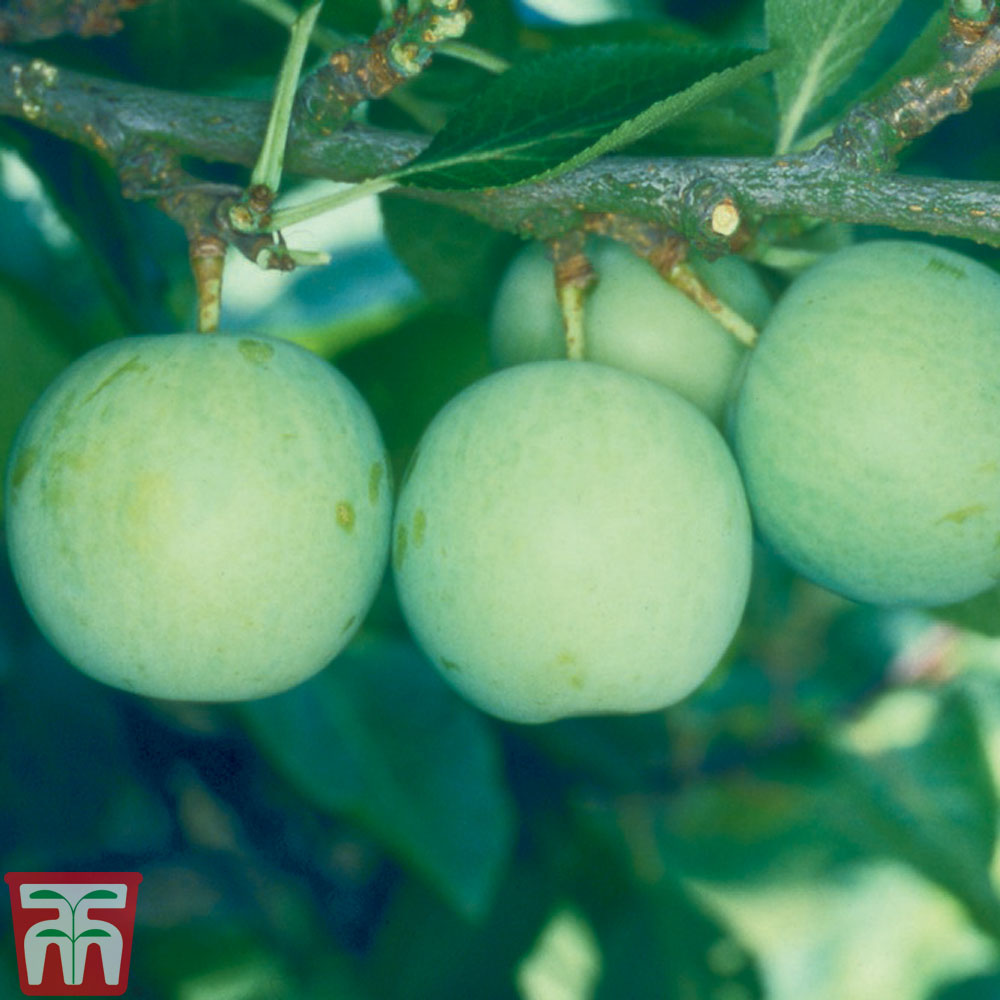 Gage 'Old Greengage' Price Comparisons | Compare The Build