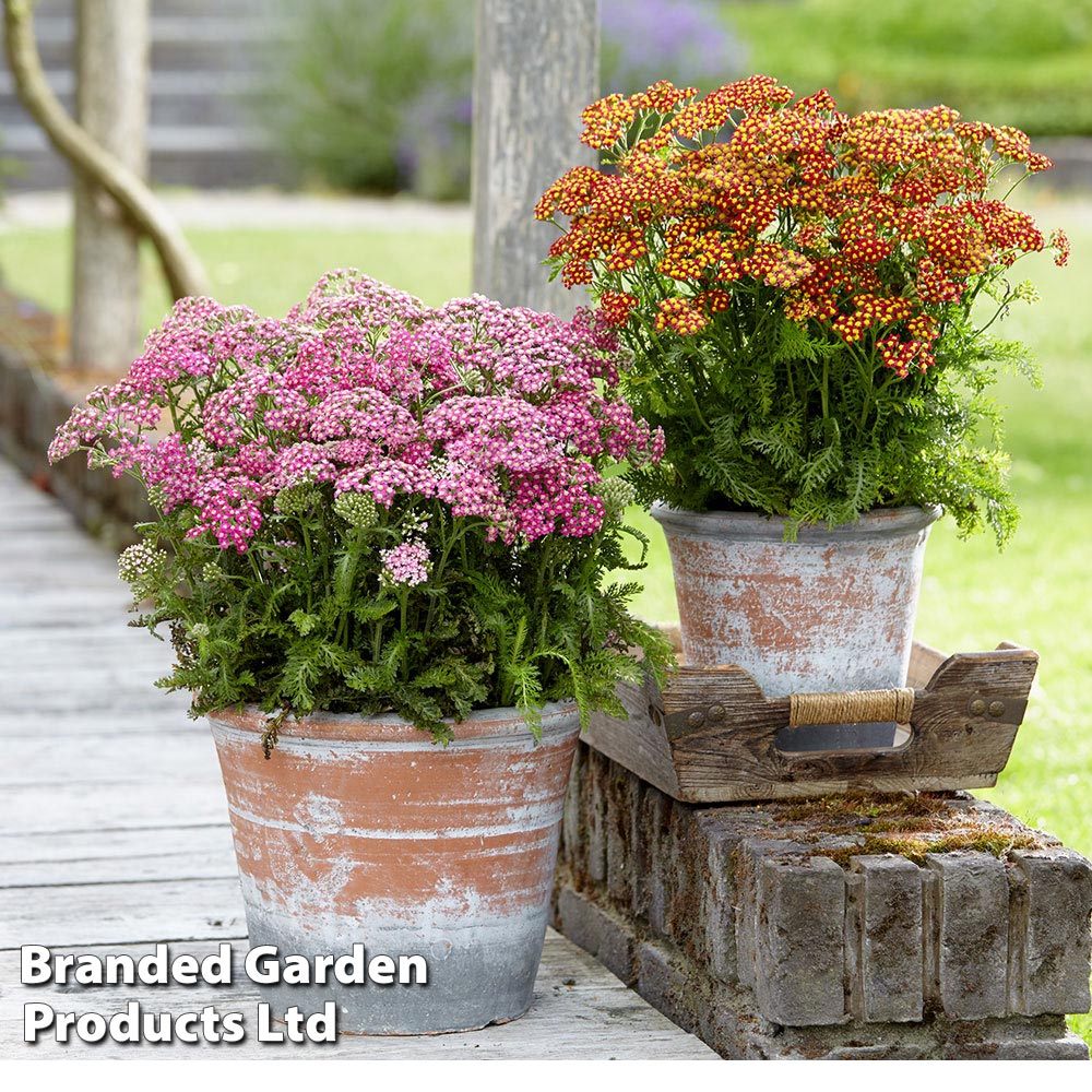 Achillea millefolium 'Colorado' Mixed Price Comparisons | Compare The Build