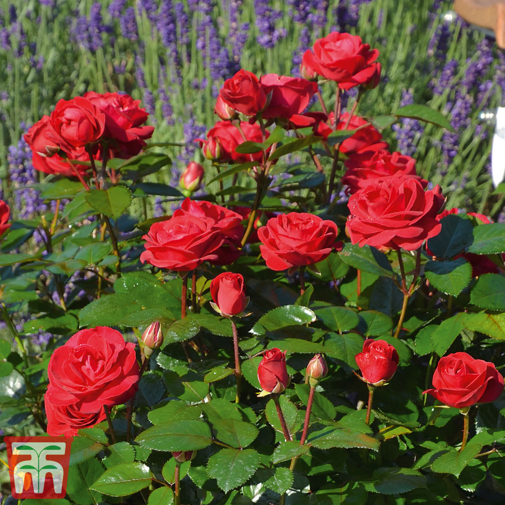 Rose 'Precious Ruby' (Floribunda Rose) Price Comparisons | Compare The Build