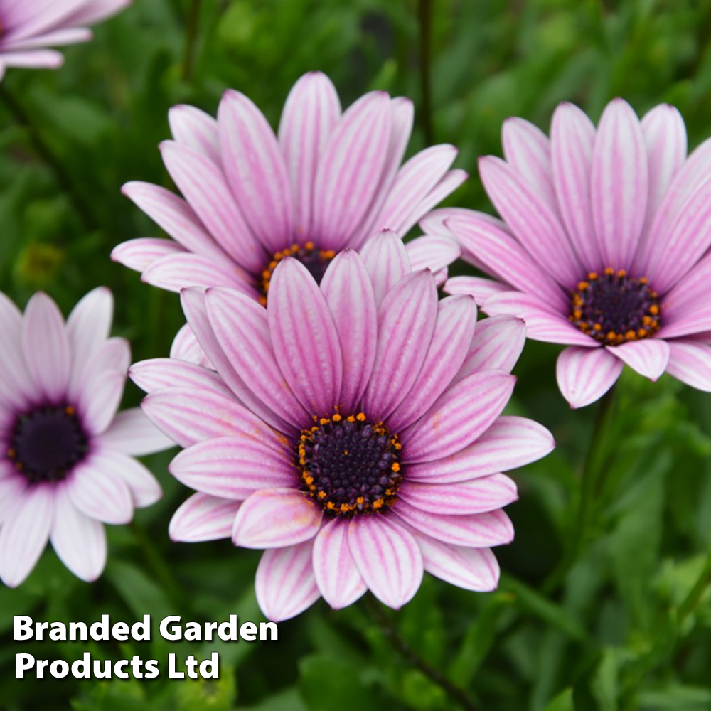 Osteospermum Sennen Sunrise Price Comparisons | Compare The Build
