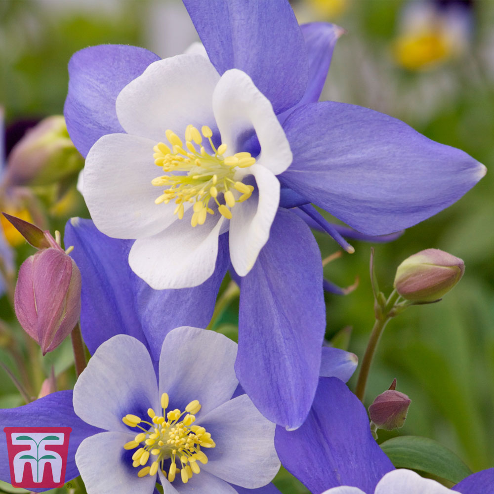 Aquilegia 'Dragonfly' Price Comparisons | Compare The Build