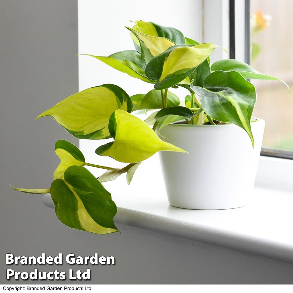 Philodendron scandens Brasil Price Comparisons | Compare The Build