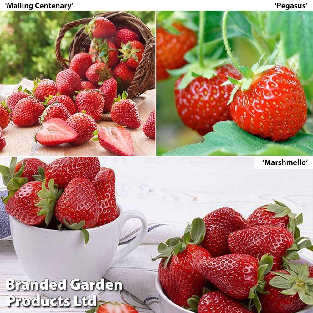 Fruit Summer Strawberry Trio Price Comparisons | Compare The Build