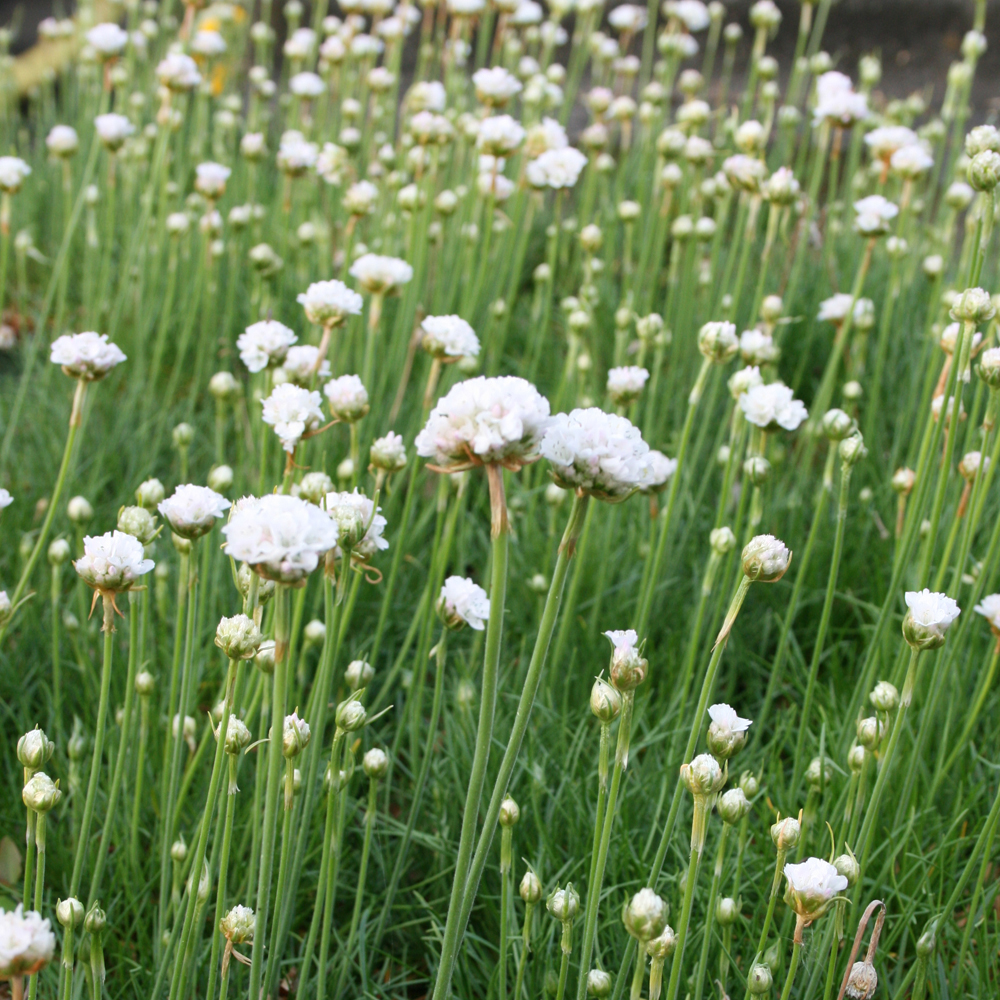 Armeria maritima 'Alba' Price Comparisons | Compare The Build