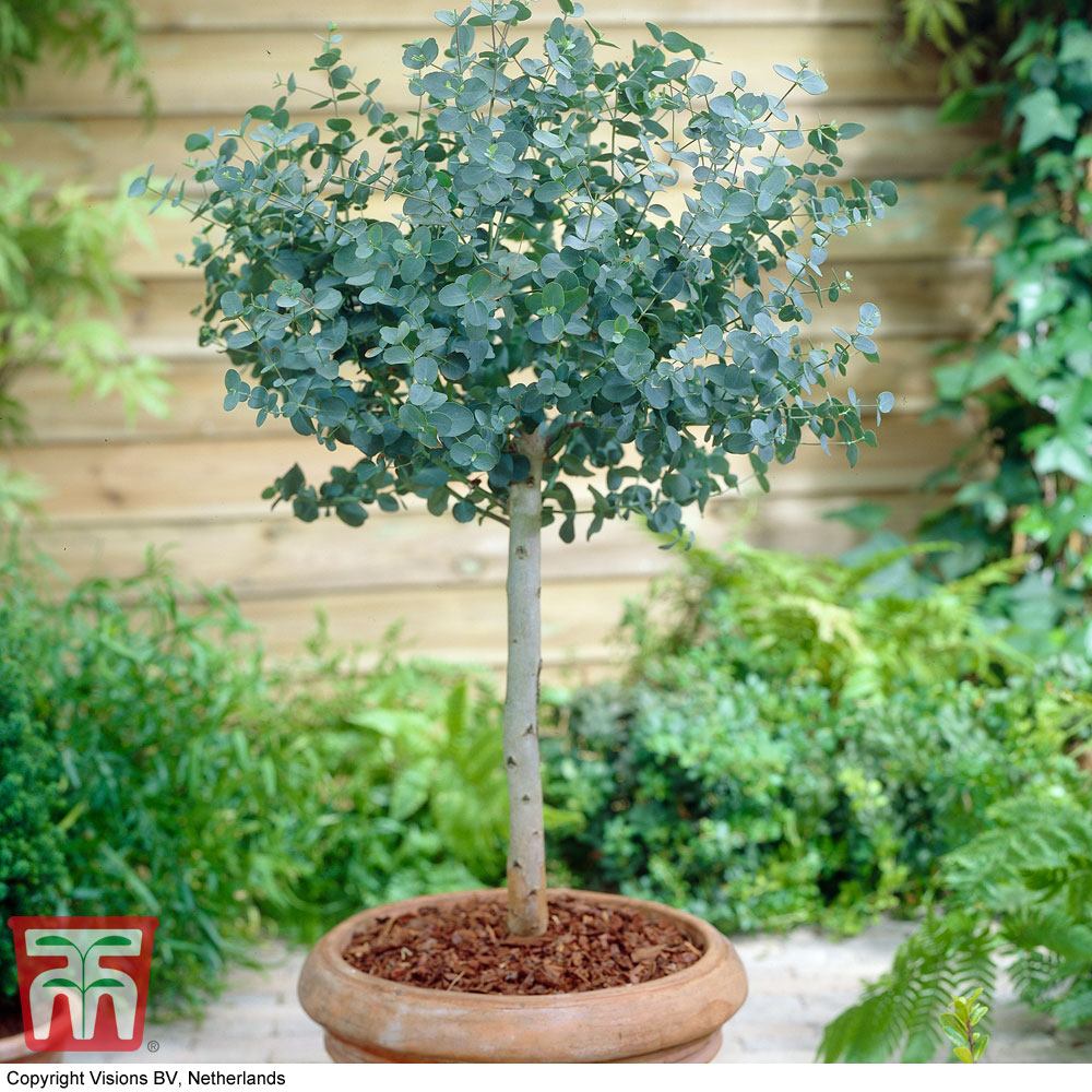 Eucalyptus gunnii (Standard) Price Comparisons | Compare The Build