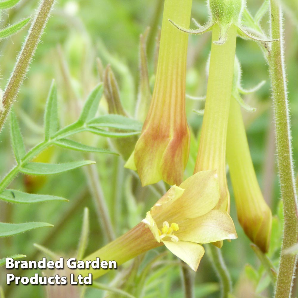 Polemonium pauciflorum 'Sulphur Trumpets' Price Comparisons | Compare The Build