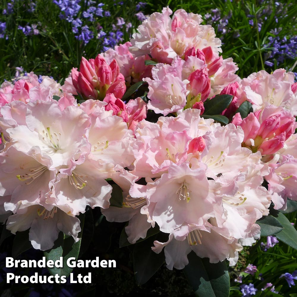 Rhododendron 'Yakushimanum Soft Pink' Price Comparisons | Compare The Build