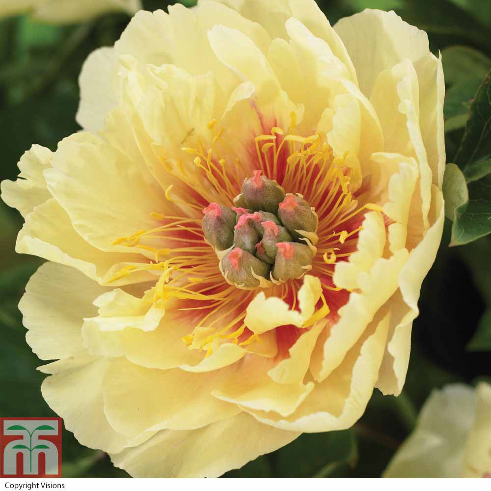 Peony 'Garden Treasure' Price Comparisons | Compare The Build