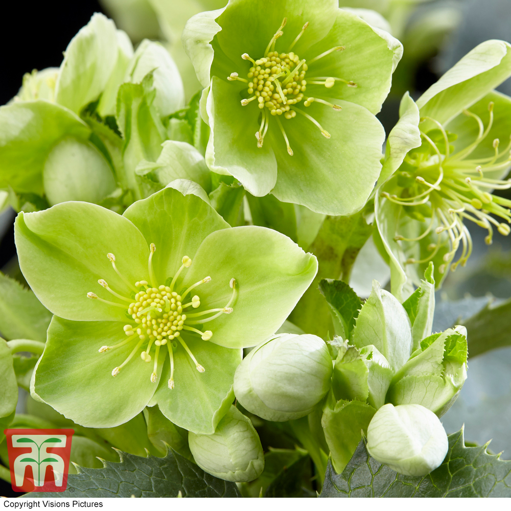 Hellebore argutifolius | Compare The Build