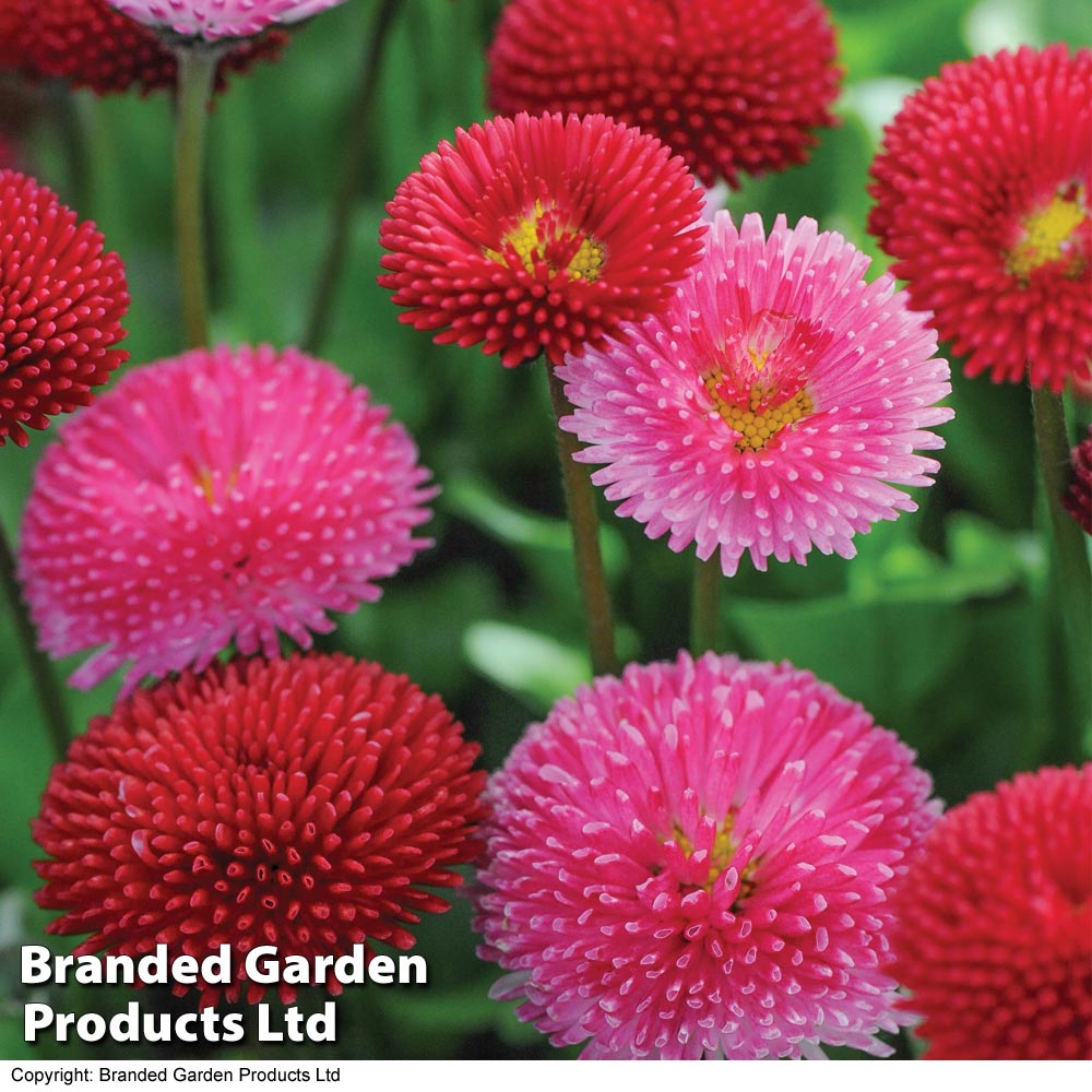 Bellis 'Pomponette' Bicolour Frilly Mix Price Comparisons | Compare The Build