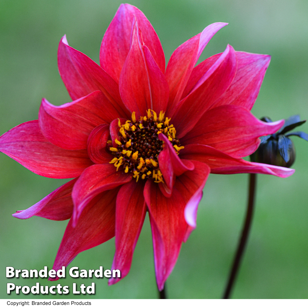 Dahlia 'Waltzing Matilda' Price Comparisons | Compare The Build