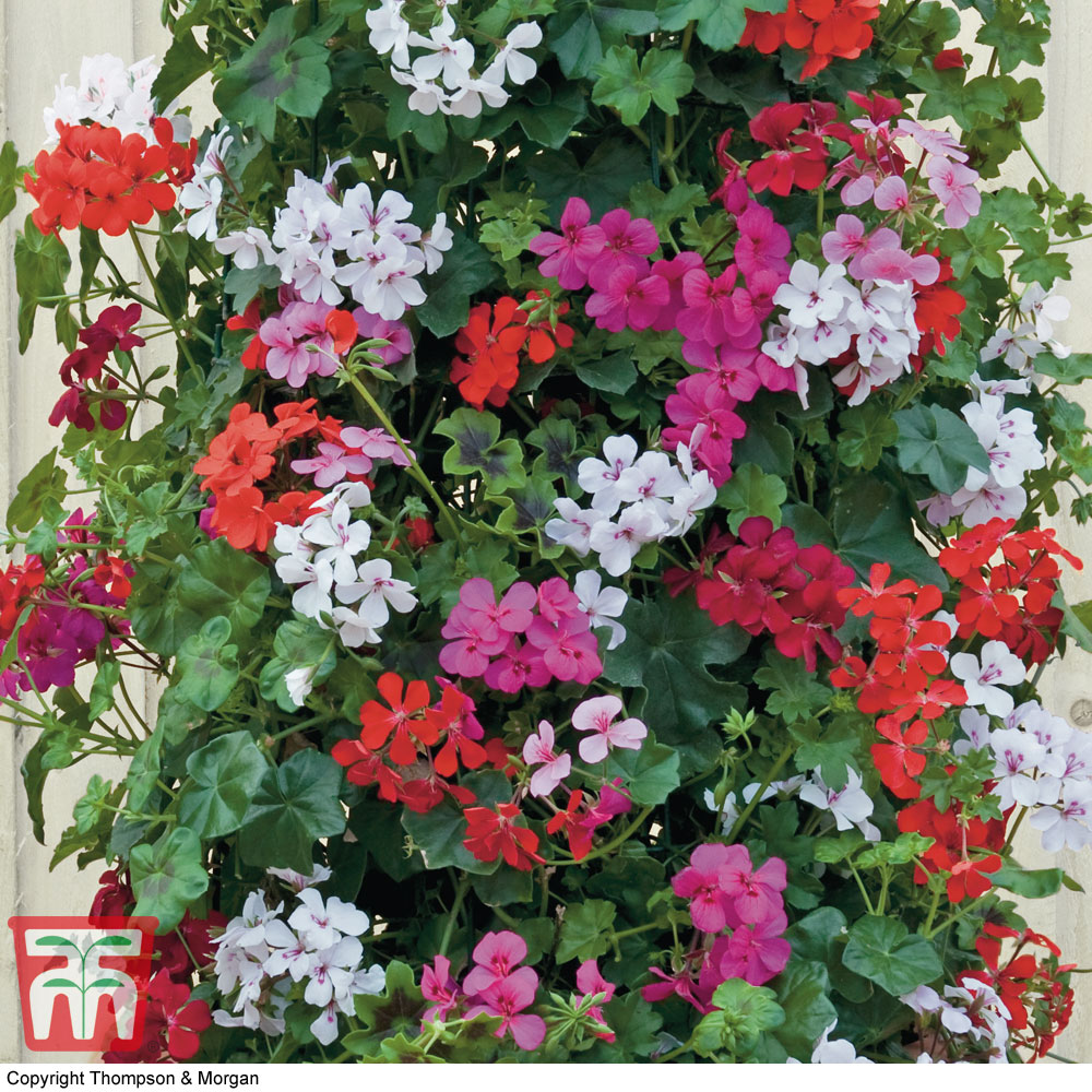 Geranium 'GeRainbow&trade; Mixed' Price Comparisons | Compare The Build