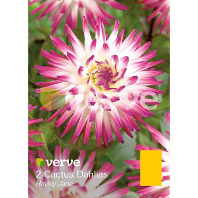 Verve Flower Bulb Price Comparisons | Compare The Build