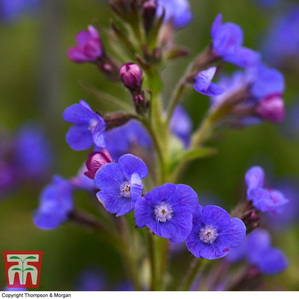 Anchusa azurea 'Dropmore' Price Comparisons | Compare The Build