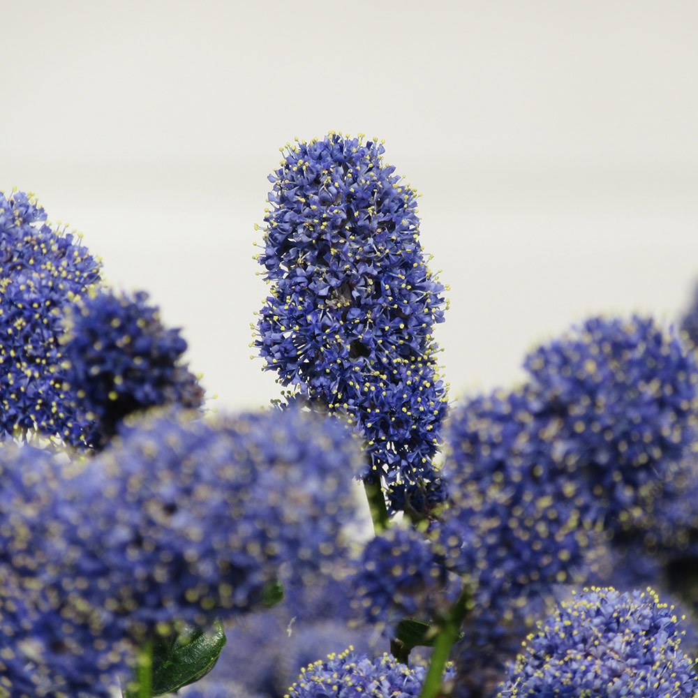 Ceanothus griseus var. horizontalis 'Yankee Point' Price Comparisons | Compare The Build