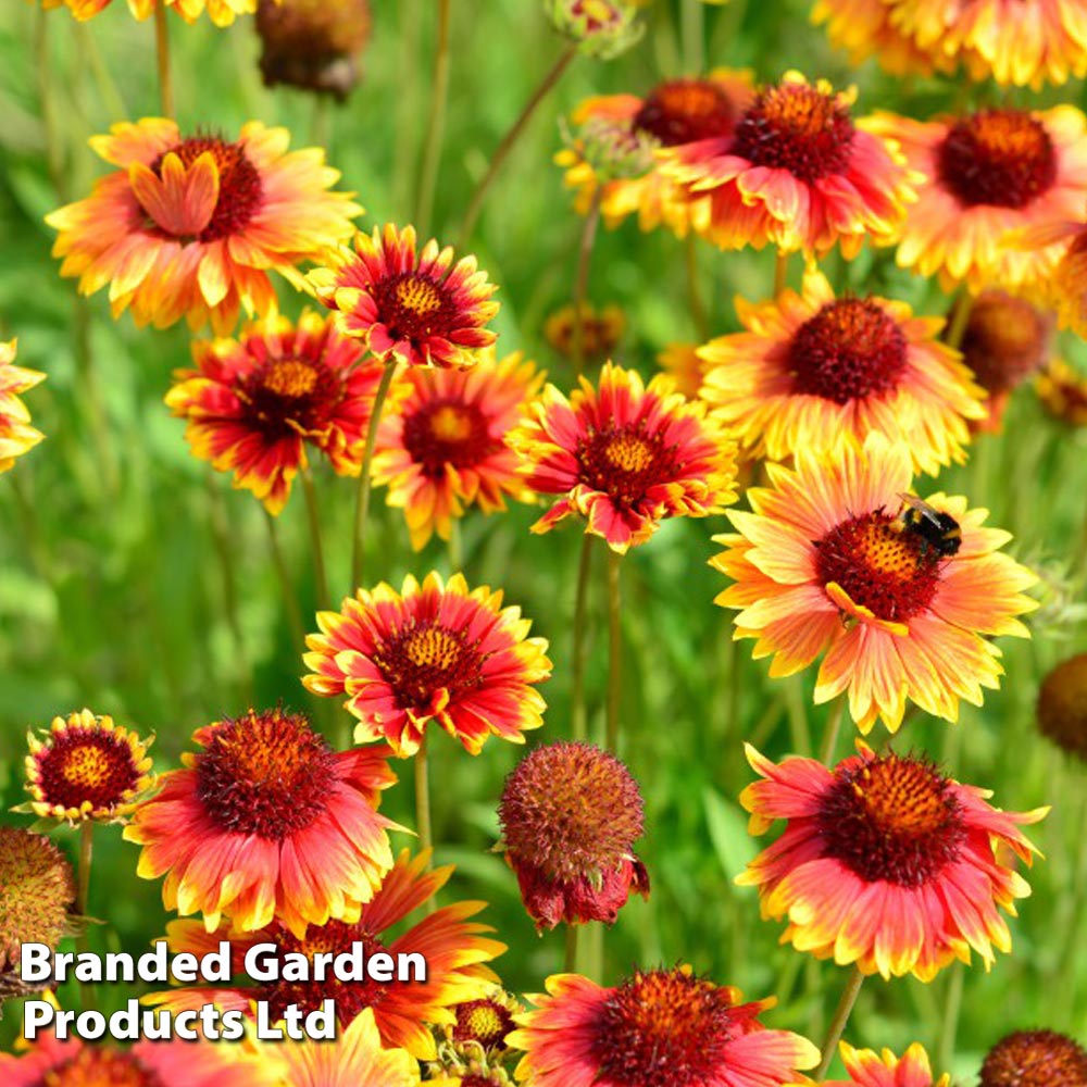 Gaillardia aristata Giant hybrids Price Comparisons | Compare The Build