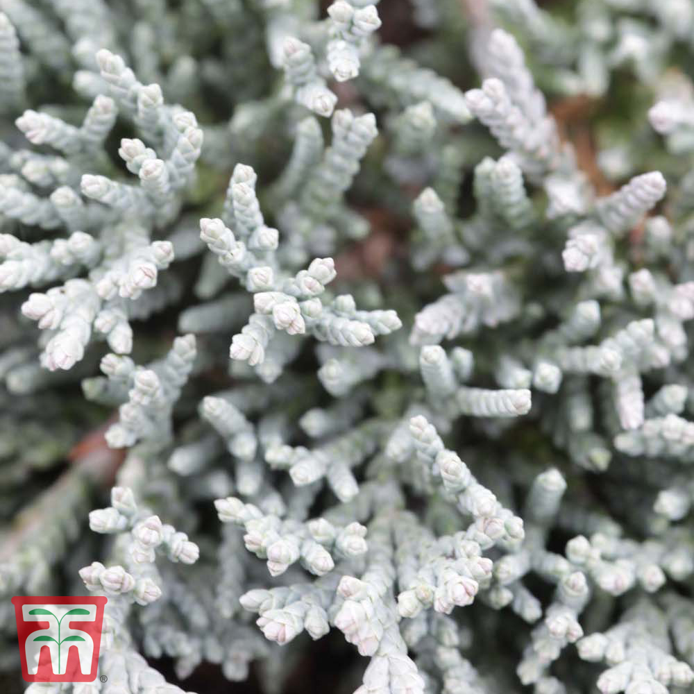 Juniperus horizontalis 'Icee Blue' Price Comparisons | Compare The Build