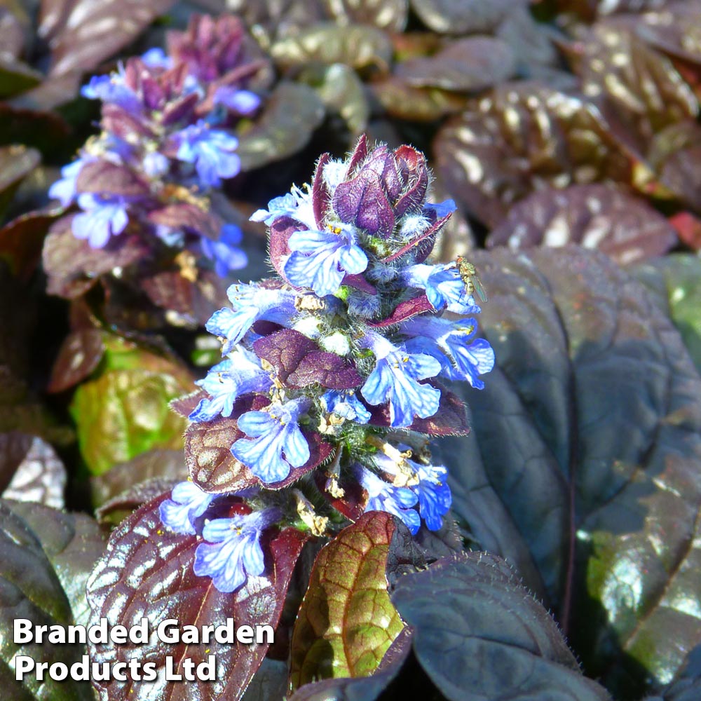 Ajuga reptans 'Mahogany' | Compare The Build