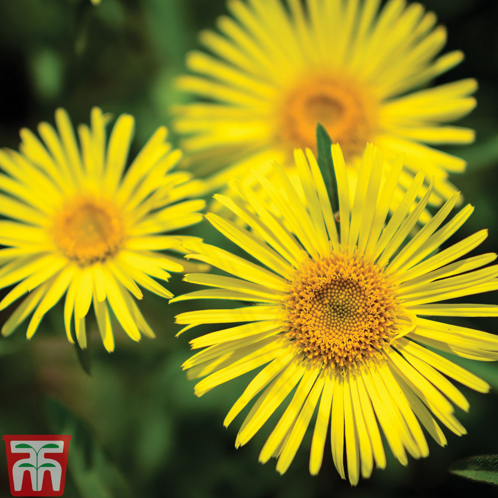 Doronicum caucasicum 'Little Leo' Price Comparisons | Compare The Build