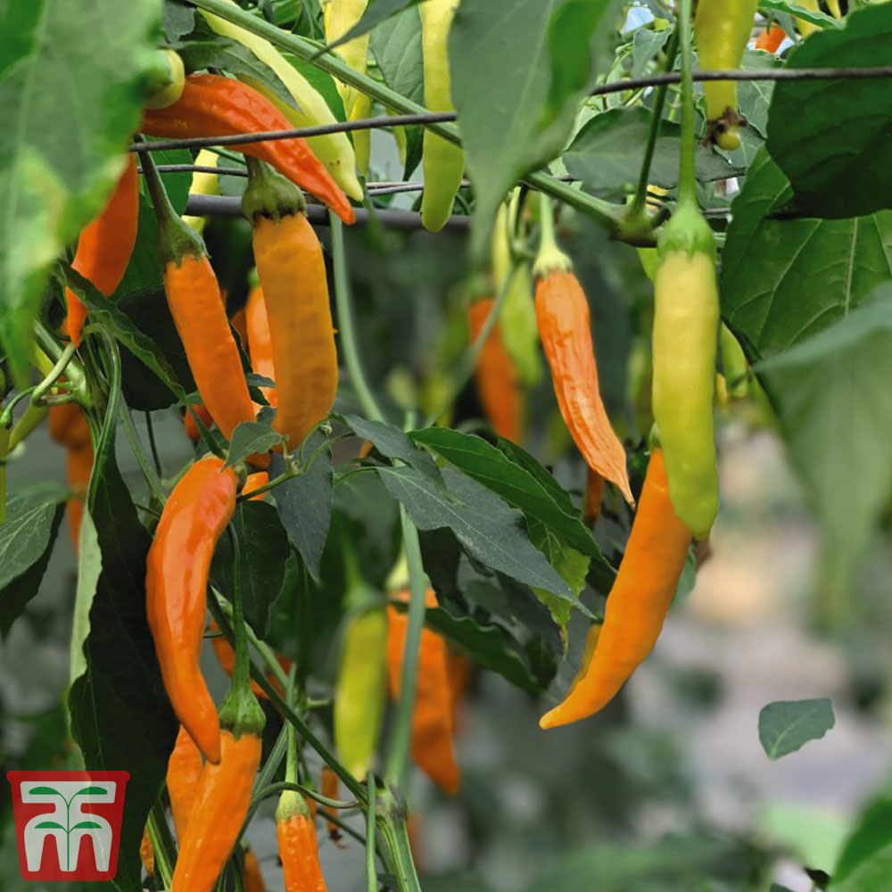 Chilli Pepper 'Havana Gold' - Seeds Price Comparisons | Compare The Build