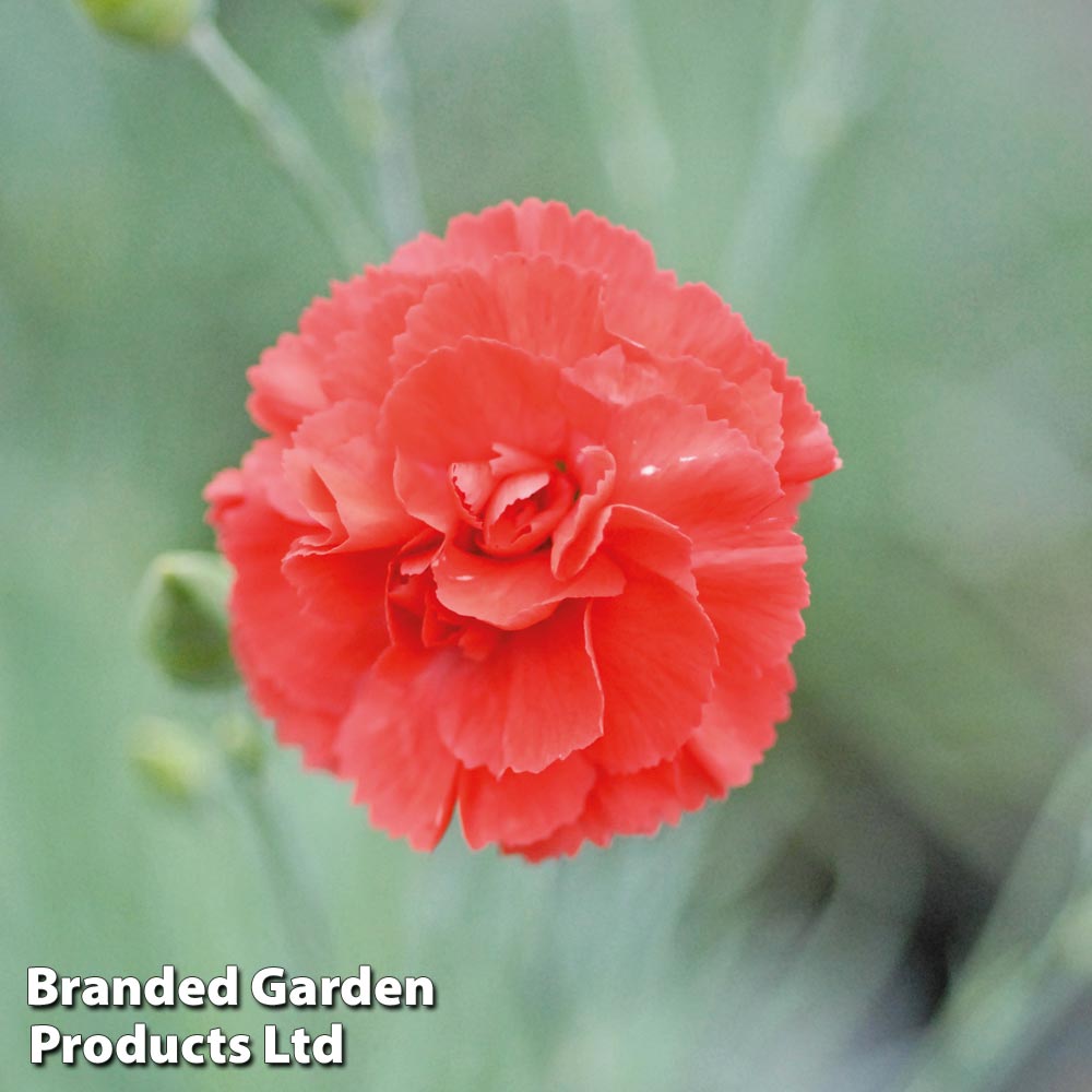 Dianthus Diane | Compare The Build