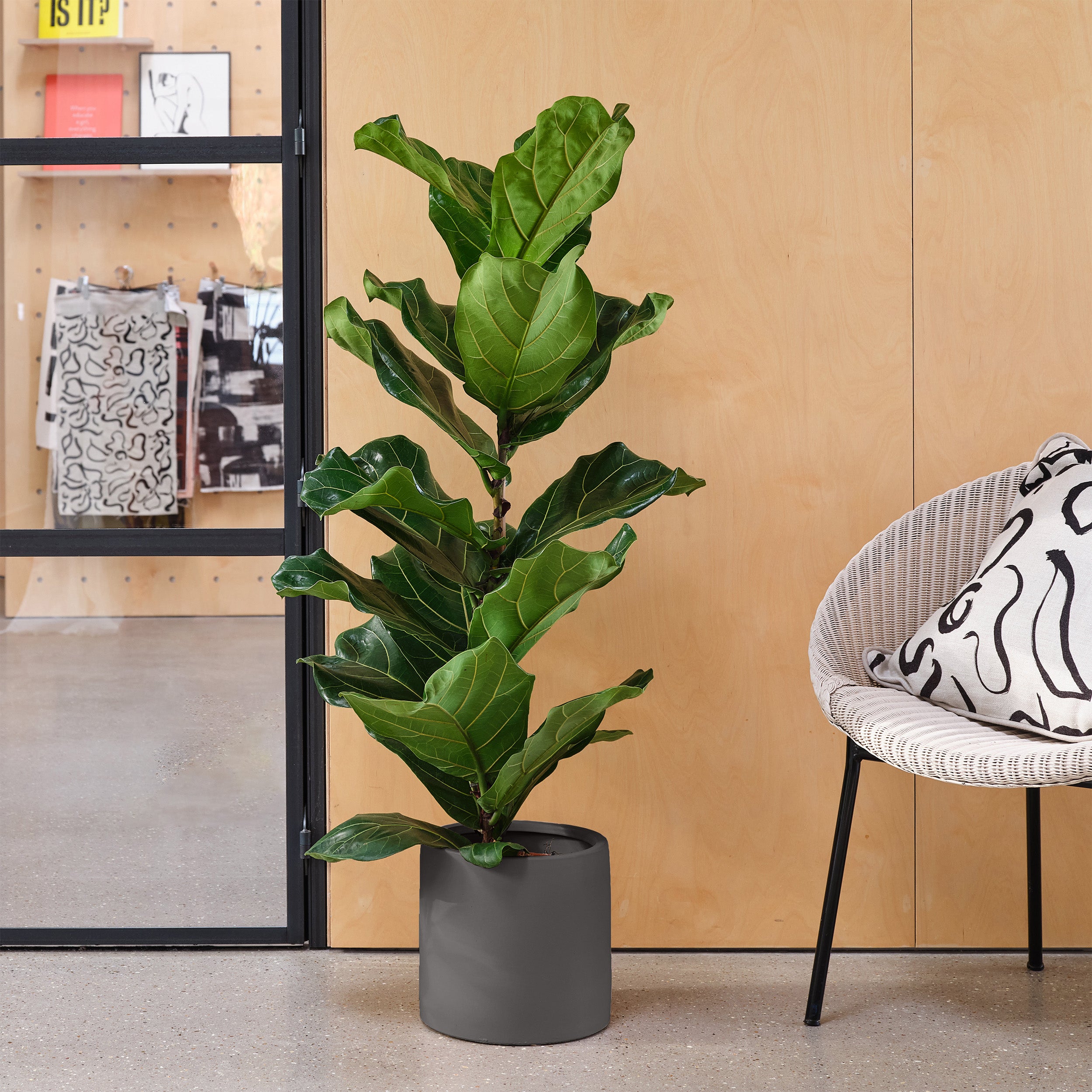 Fiddle Leaf Fig House Plant in Earthenware Pot Earthenware Dark Grey Price Comparisons | Compare The Build