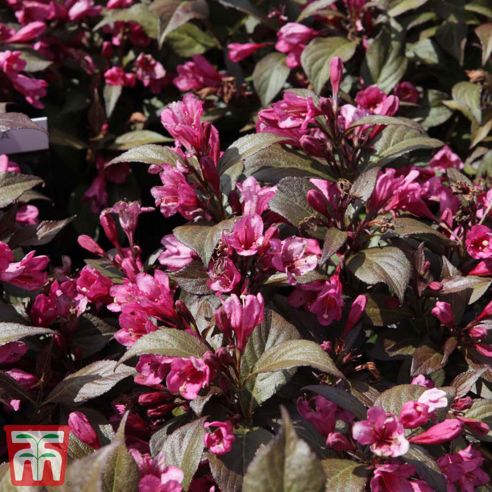 Weigela florida 'Minor Black' Price Comparisons | Compare The Build