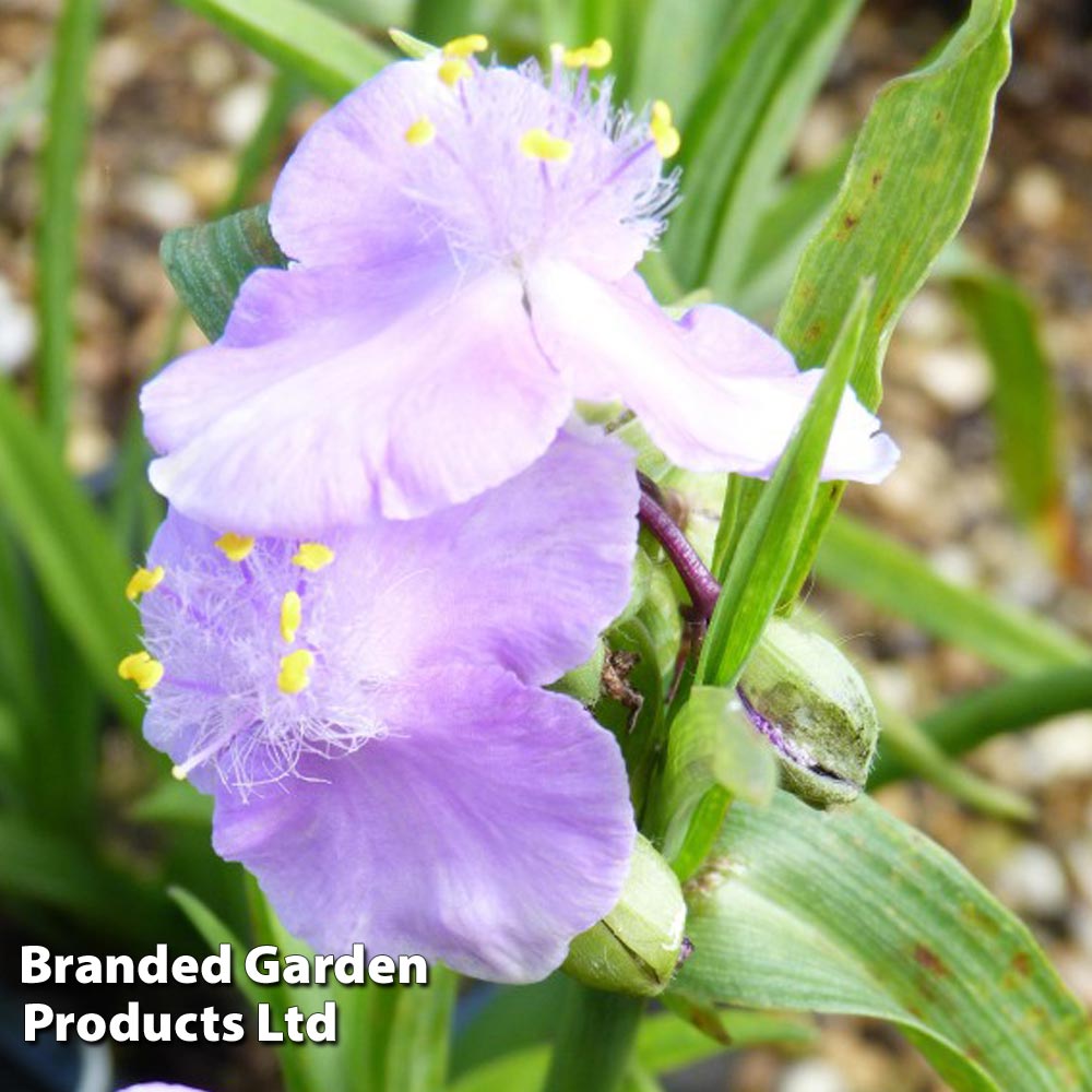 Tradescantia Charlotte Price Comparisons | Compare The Build