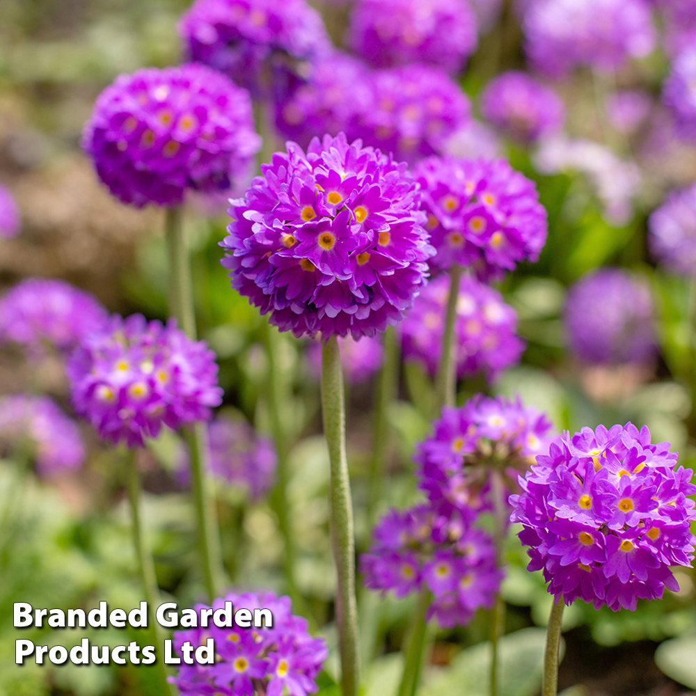 Primula denticulata 'Blue' Price Comparisons | Compare The Build