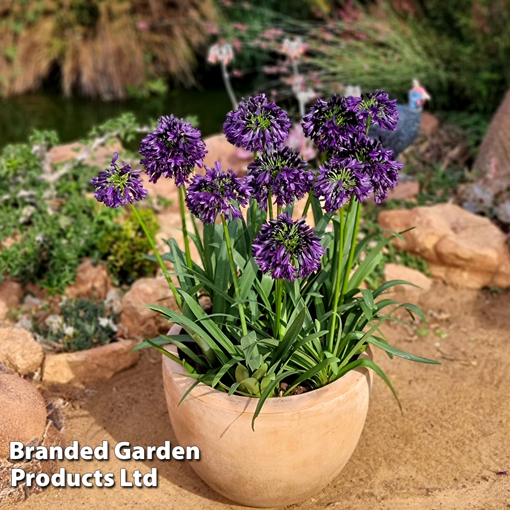 Agapanthus 'Black Jack' Price Comparisons | Compare The Build