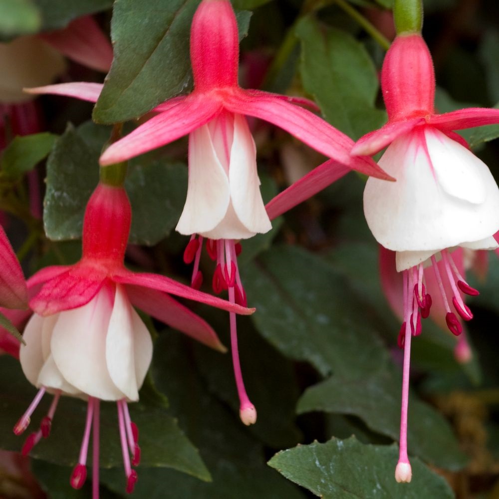 Fuchsia 'Alice Hoffman' (Hardy) Price Comparisons | Compare The Build