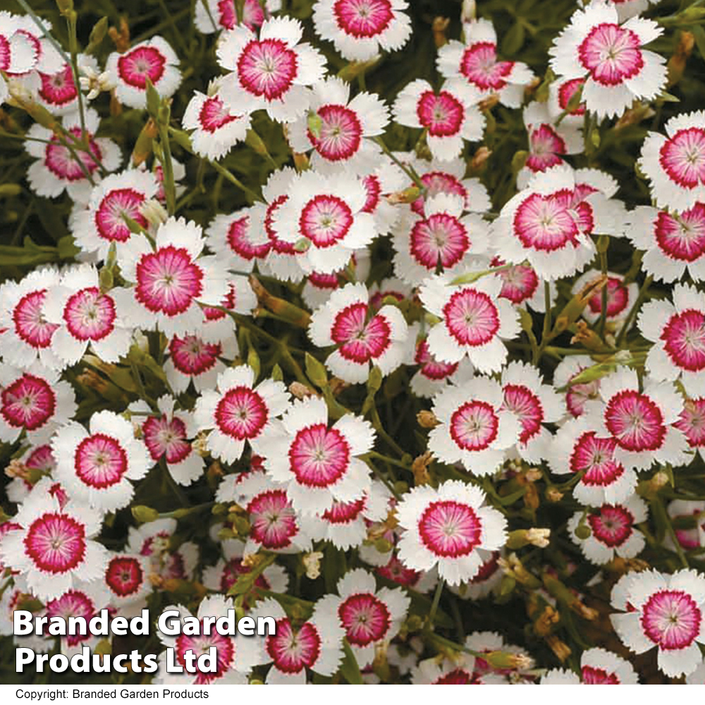 Dianthus deltoides 'Arctic Fire' Price Comparisons | Compare The Build