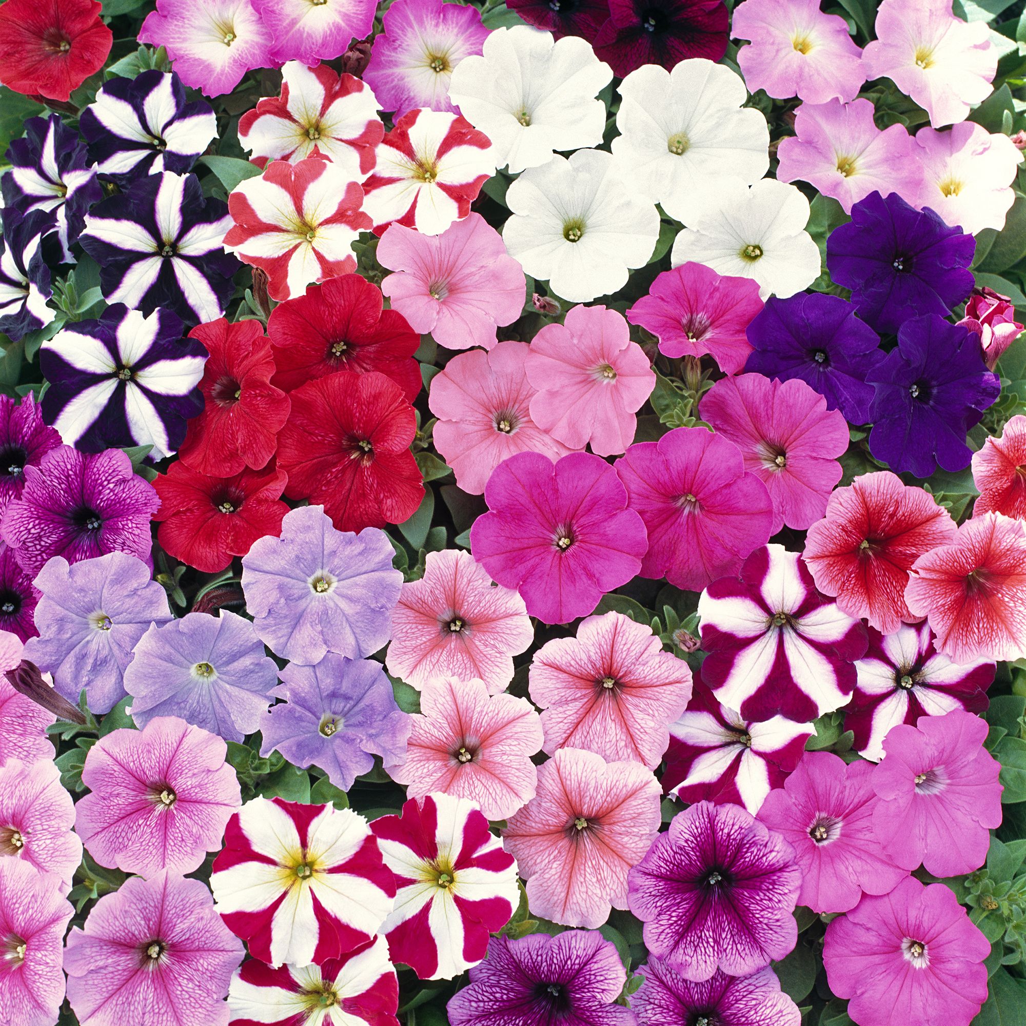 Verve 20 Cell Petunia Frenzy Summer Bedding Plant, Pack Of 2 Price Comparisons | Compare The Build